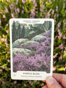 Heather oracle card with purple heather flowers, from Nordic Forest Rituals deck